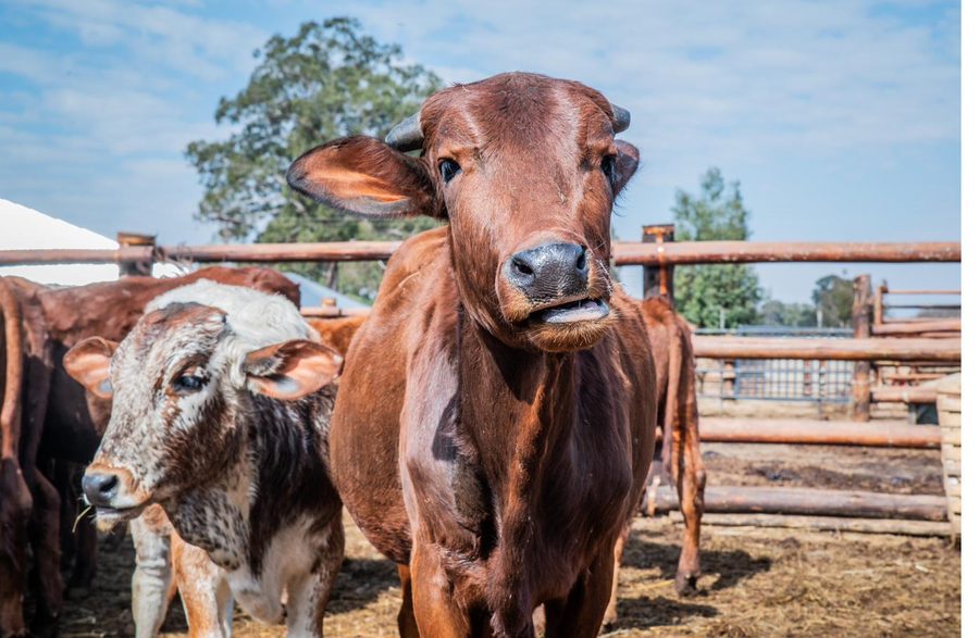 Bonsmara herd grouped together