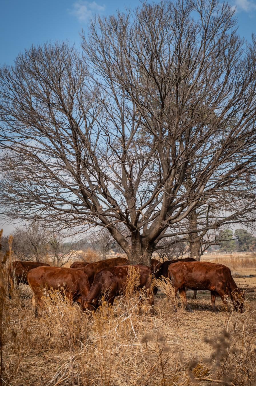 Farm worker among cattle in the feeding shed