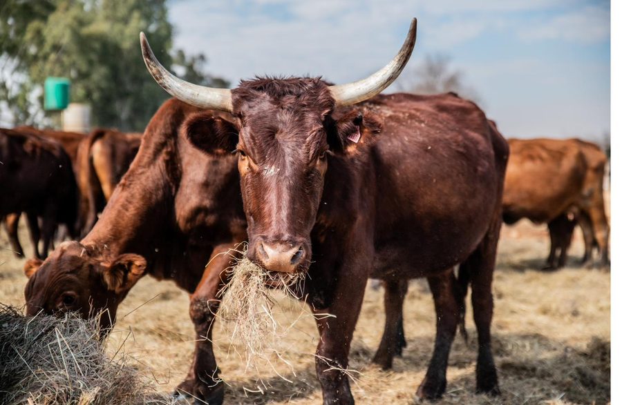 Close up of a long-horned bull feeding